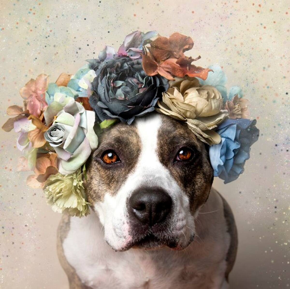 Conozca el lado más floreado de los Pit bulls (Foto: Tomado de Mott.pe /VANGUARDIA LIBERAL)