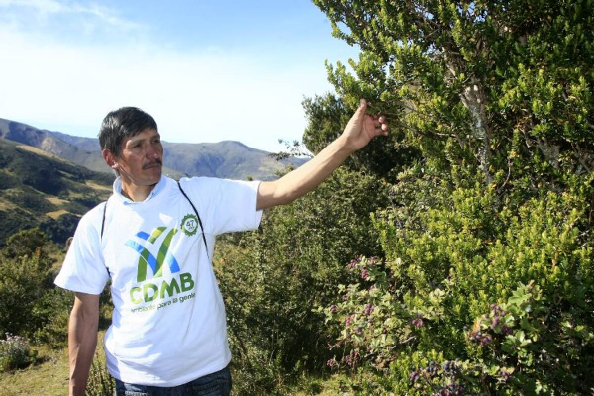 El guardabosques de la “estrella fluvial”: el Páramo de Santurbán (Foto: César Flórez León / VANGUARDIA LIBERAL)