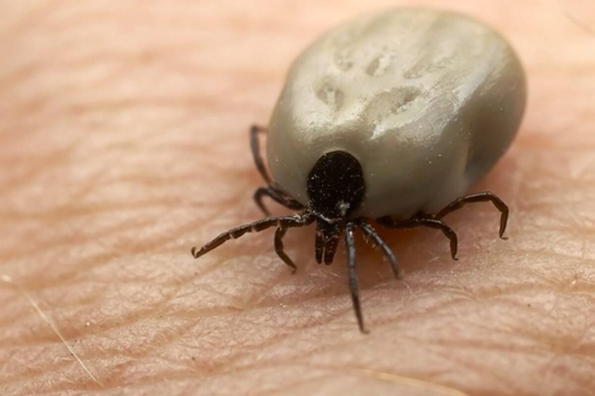 Alerta por infestación de garrapatas en Campohermoso (Foto: Tomado de Internet/VANGUARDIA LIBERAL)
