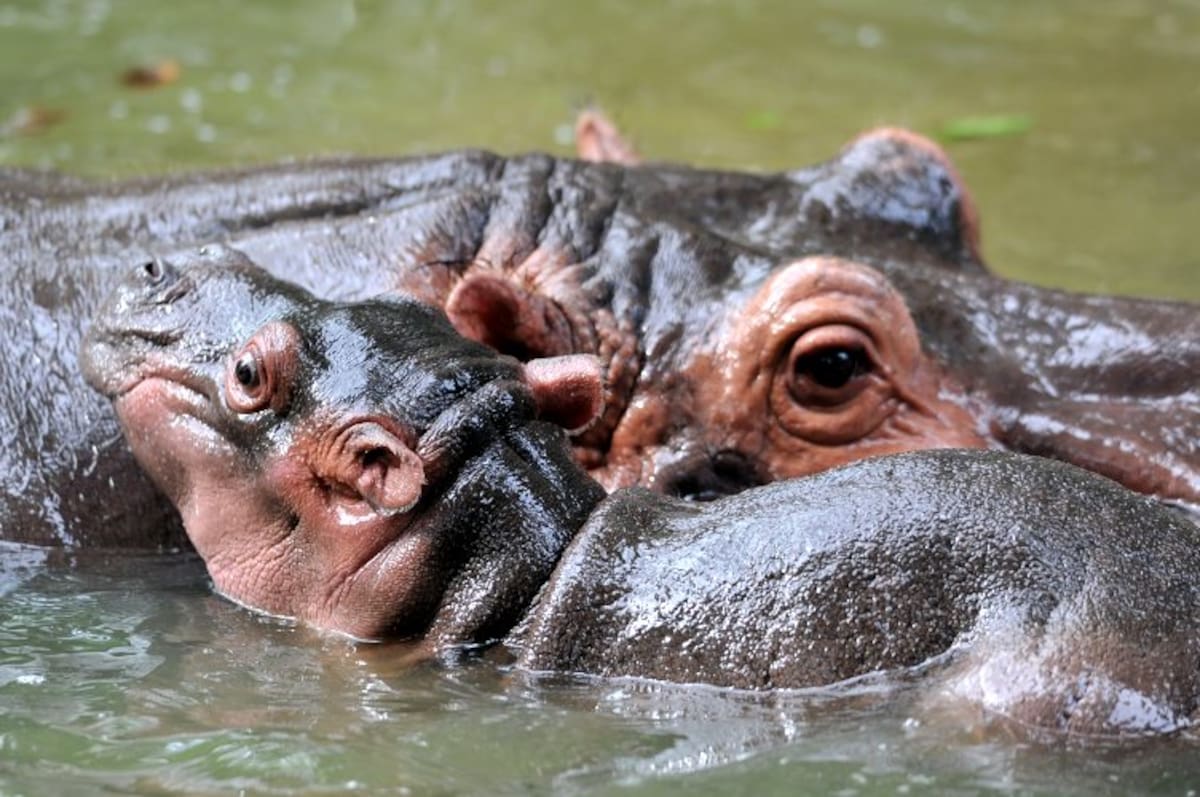 Un bebé hipopótamo de cuatro días de nacido juega con su madre, Kibu, en el zoológico nacional de Kuala Lumpur (Malasia). (Foto: AFP/VANGUARDIA LIBERAL)