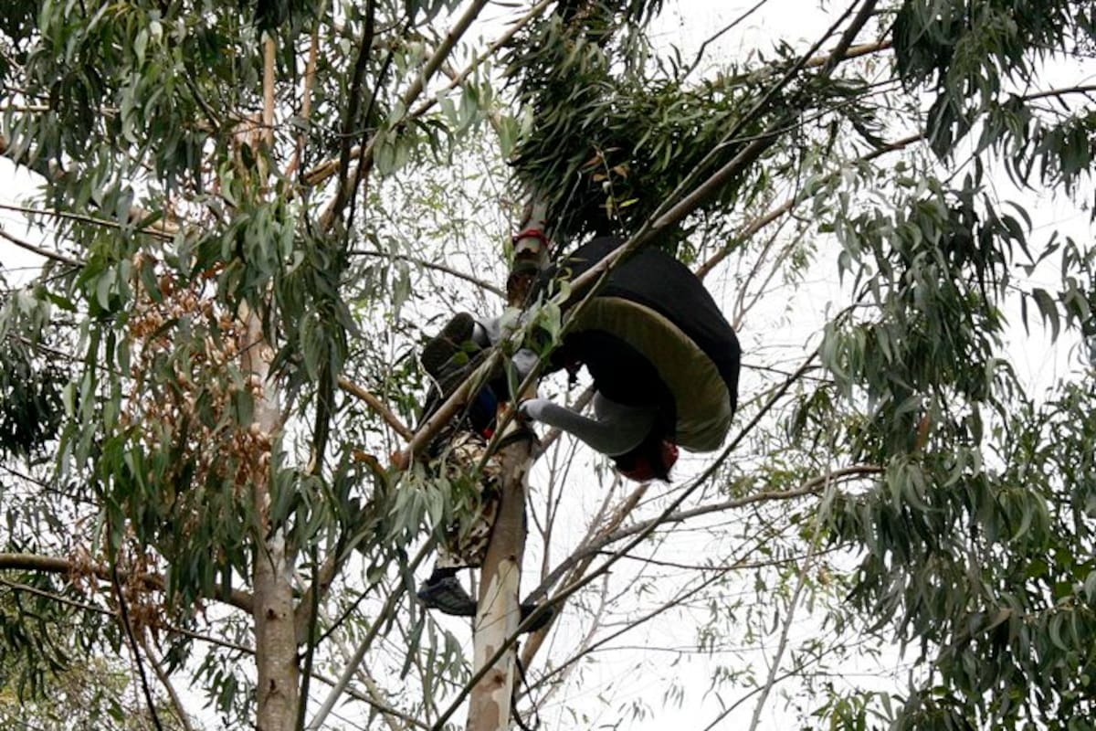 Así fue el rescate de la parapentista que quedó atrapada en un árbol (Foto: Marco Valencia / VANGUARDIA LIBERAL)