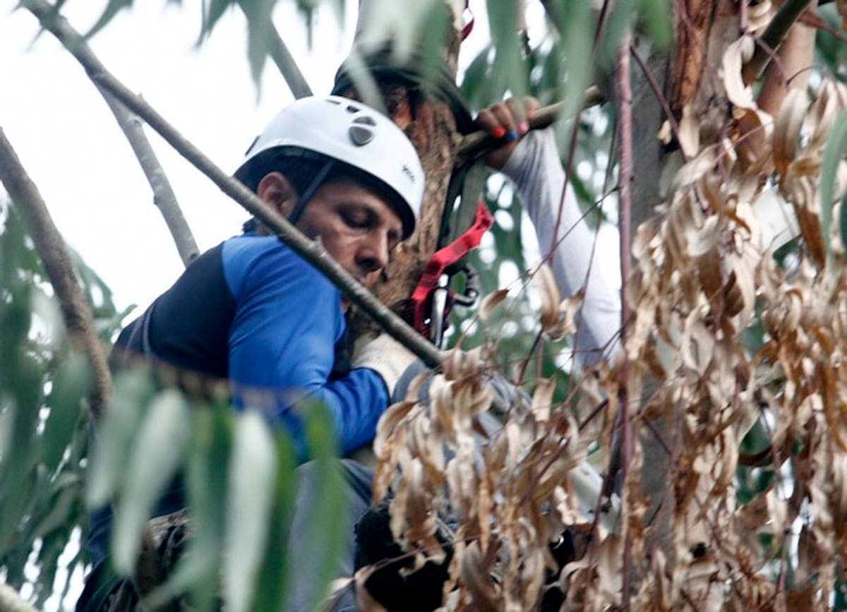 Así fue el rescate de la parapentista que quedó atrapada en un árbol (Foto: Marco Valencia / VANGUARDIA LIBERAL)