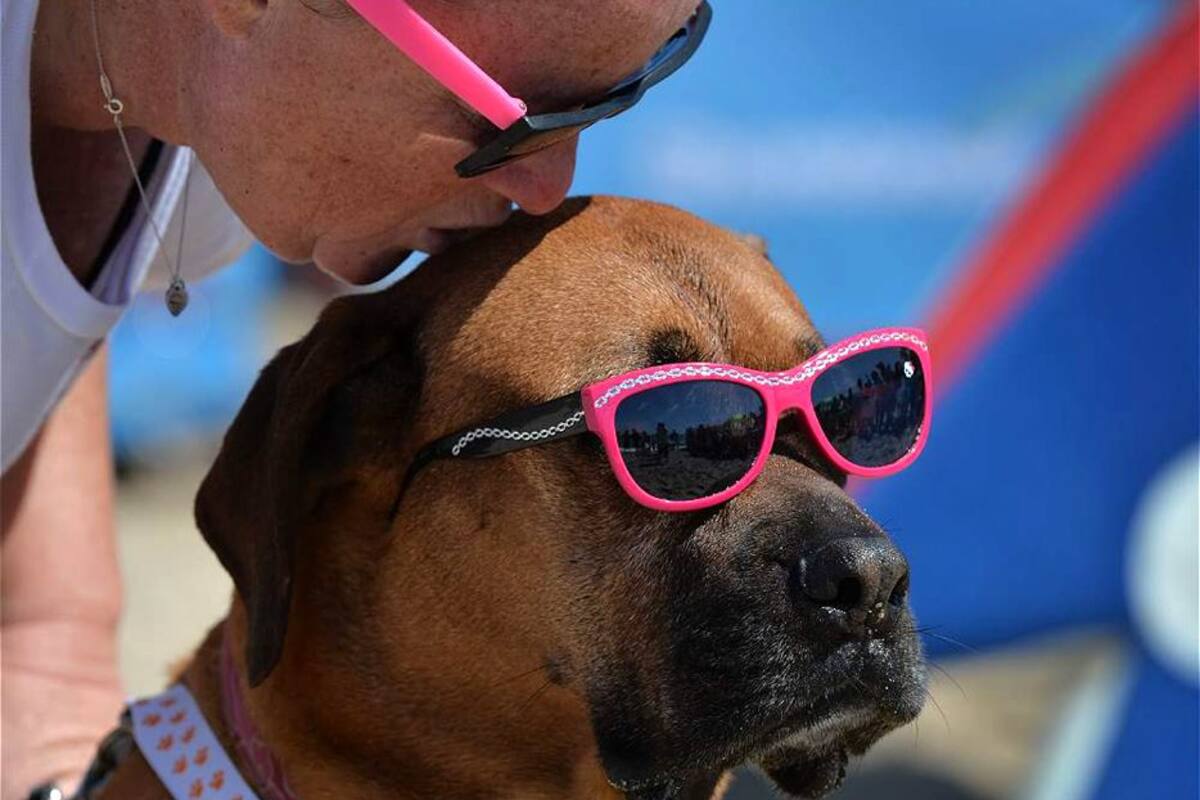 Vea las espectaculares fotos de perros surfistas (Foto: AFP/VANGUARDIALIBERAL)