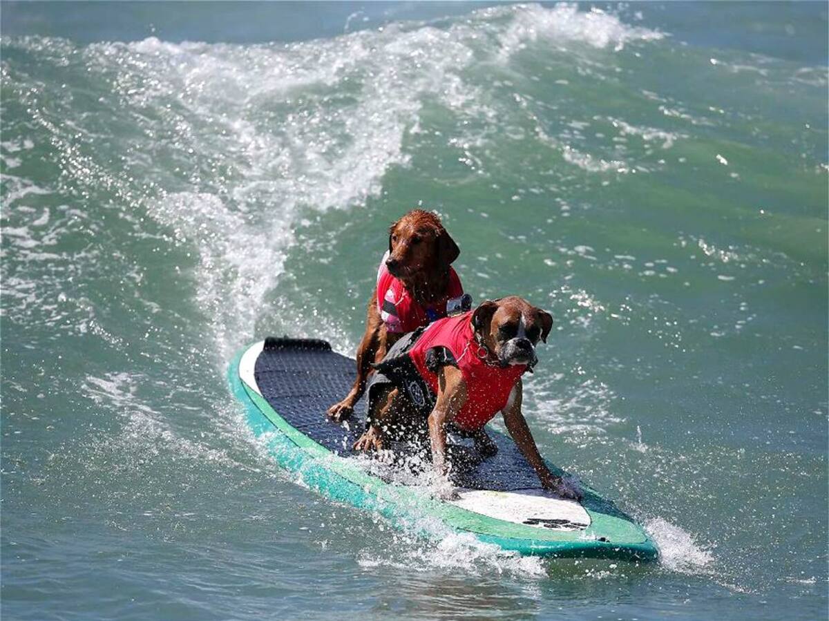 Vea las espectaculares fotos de perros surfistas (Foto: AFP/VANGUARDIALIBERAL)