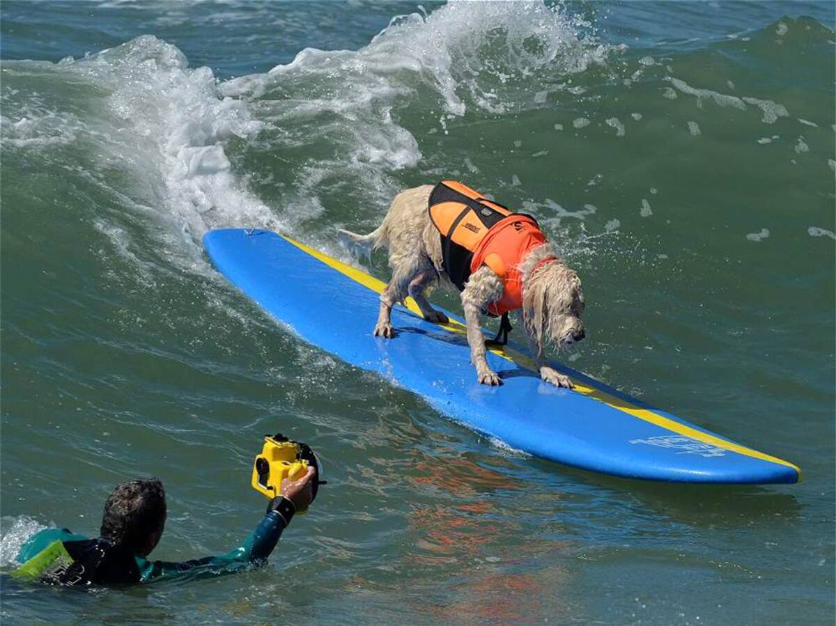 Vea las espectaculares fotos de perros surfistas (Foto: AFP/VANGUARDIALIBERAL)