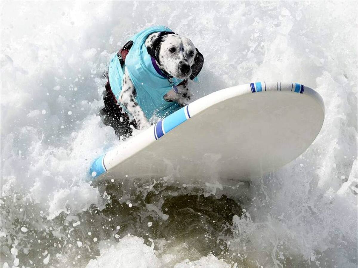 Vea las espectaculares fotos de perros surfistas (Foto: EFE/VANGUARDIALIBERAL)