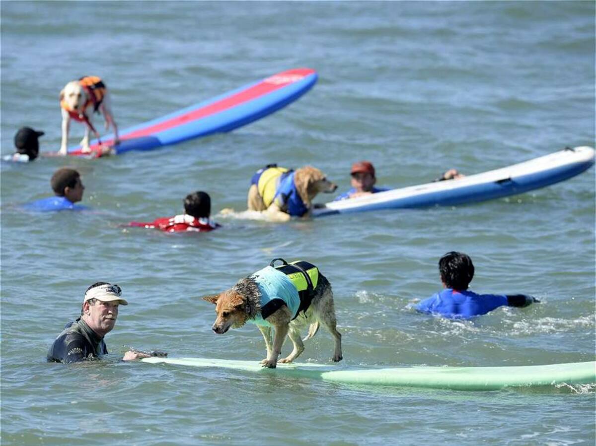 Vea las espectaculares fotos de perros surfistas (Foto: EFE/VANGUARDIALIBERAL)