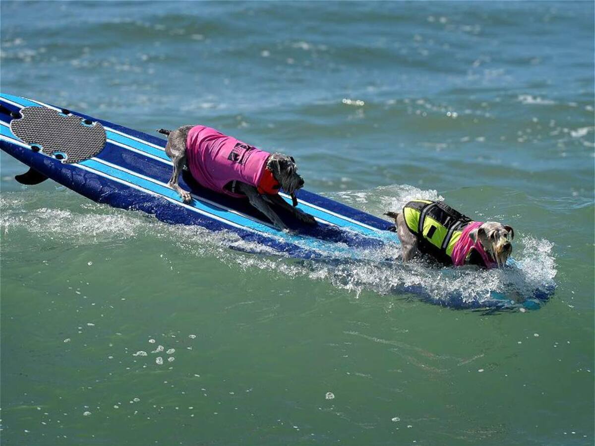 Vea las espectaculares fotos de perros surfistas (Foto: AFP/VANGUARDIALIBERAL)
