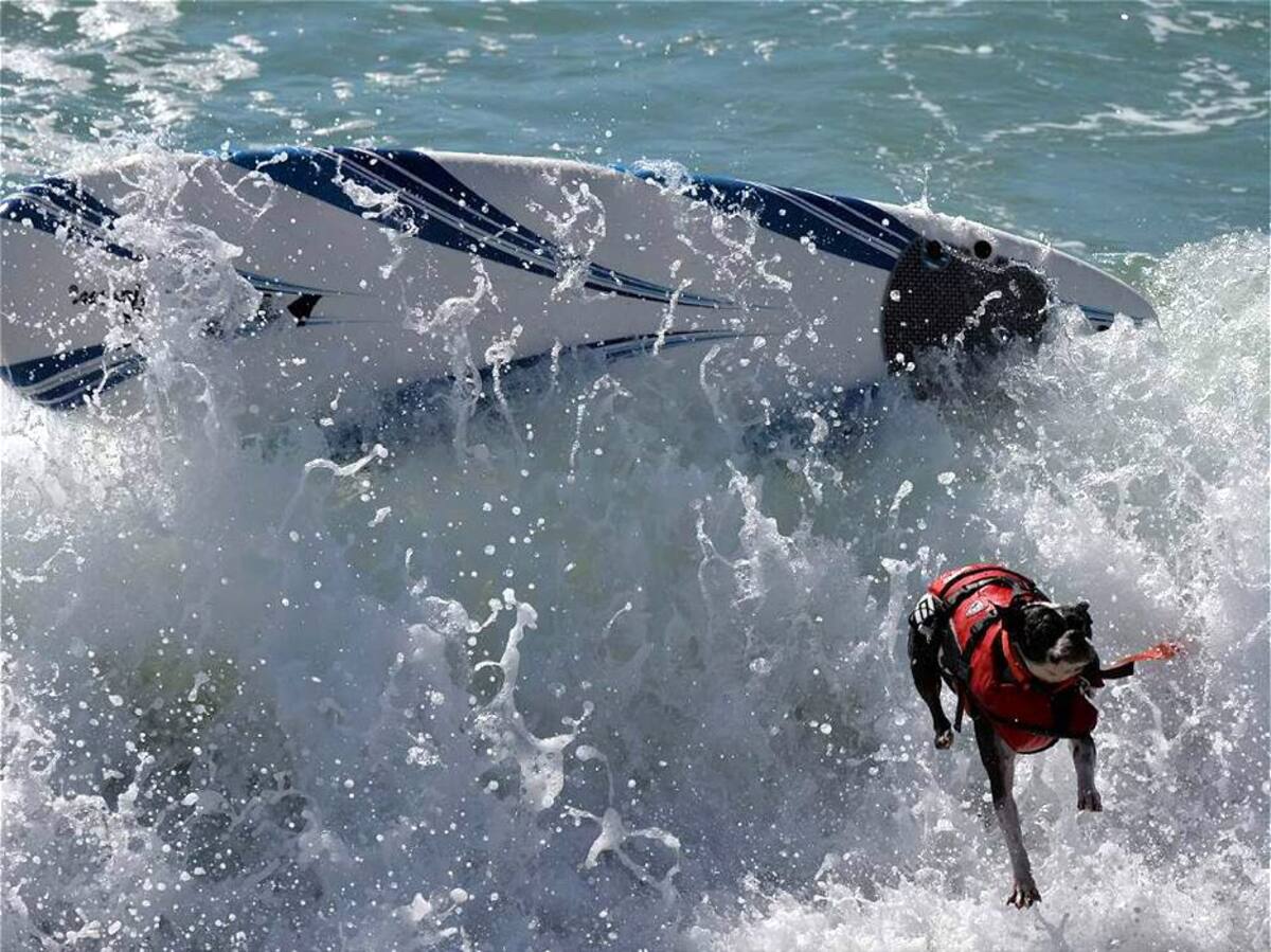Vea las espectaculares fotos de perros surfistas (Foto: AFP/VANGUARDIALIBERAL)