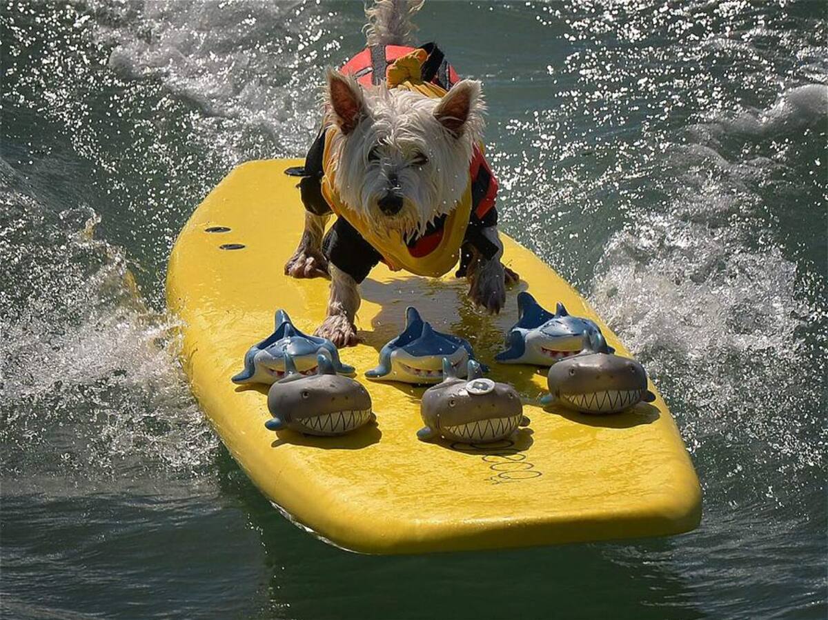 Vea las espectaculares fotos de perros surfistas (Foto: AFP/VANGUARDIALIBERAL)