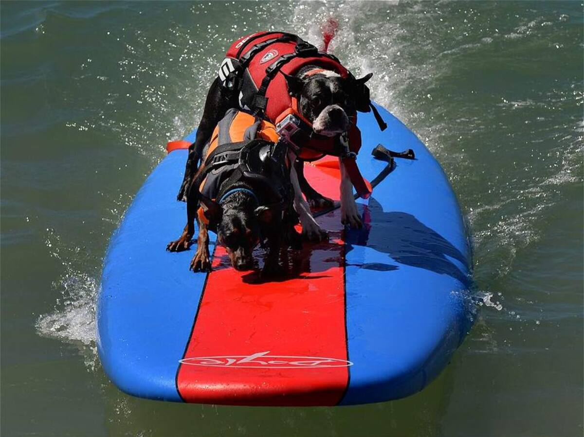 Vea las espectaculares fotos de perros surfistas (Foto: AFP/VANGUARDIALIBERAL)