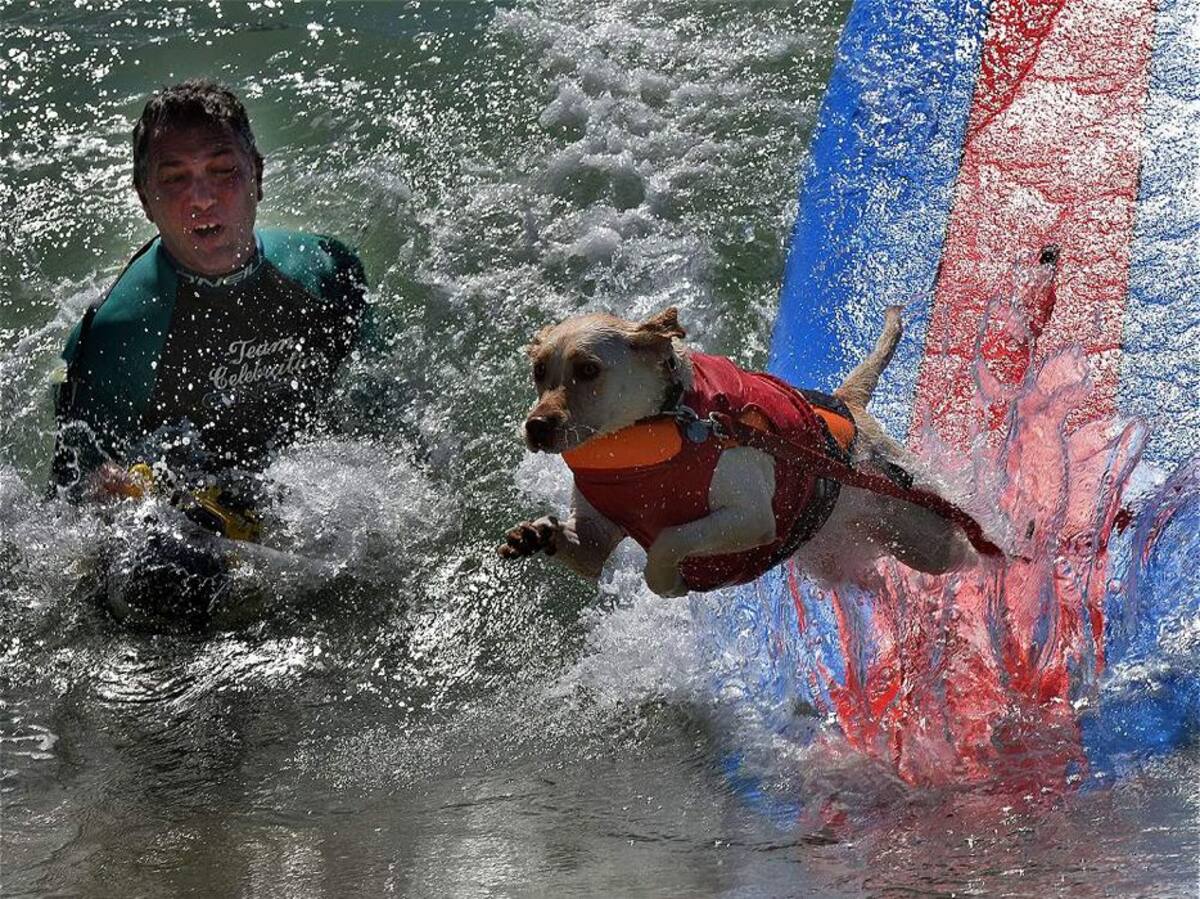 Vea las espectaculares fotos de perros surfistas (Foto: AFP/VANGUARDIALIBERAL)
