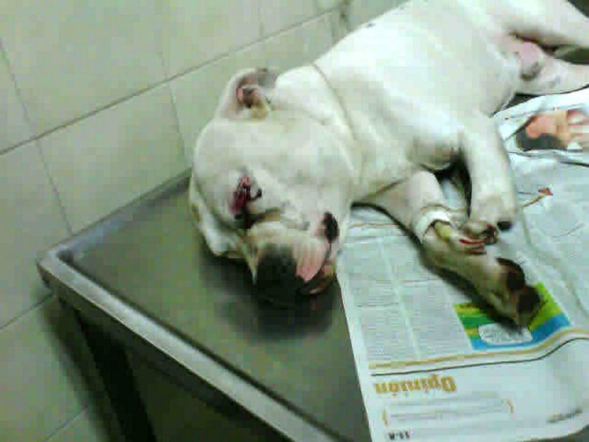 Por evitar robo, perro fue baleado en Bucaramanga (Foto: Foto Suministrada/VANGUARDIA LIBERAL)