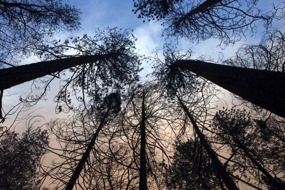 En imágenes, el desastre en California tras incendios forestales (Foto: EFE / VANGUARDIA LIBERAL)