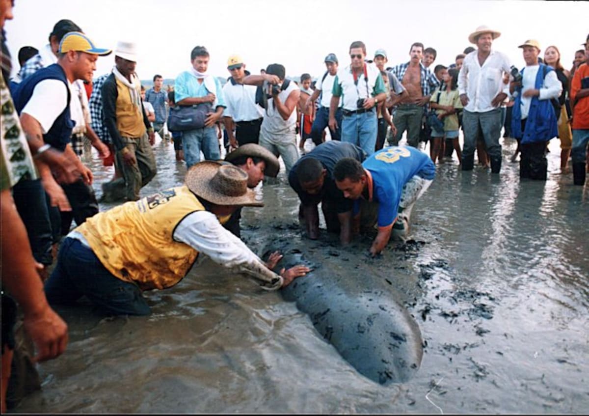 Comunidad de El Cerrito atrapó un manatí en el 2002 para estudios biológicos. (Foto: Archivo / Vanguardia Liberal)