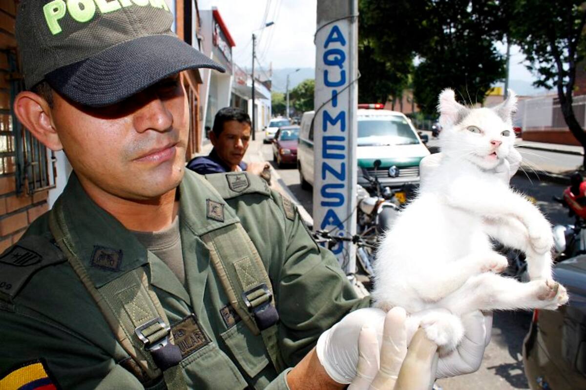 Aparece gato con cinco patas en el centro de Bucaramanga (Foto: Nelson Díaz/ VANGUARDIA LIBERAL)