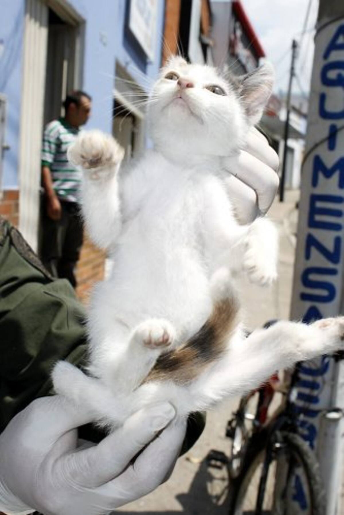 Aparece gato con cinco patas en el centro de Bucaramanga (Foto: Nelson Díaz/ VANGUARDIA LIBERAL)