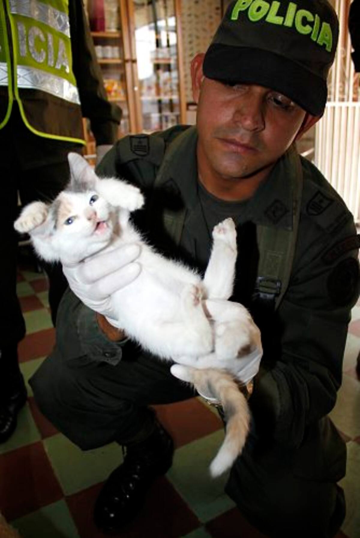 Aparece gato con cinco patas en el centro de Bucaramanga (Foto: Nelson Díaz/ VANGUARDIA LIBERAL)