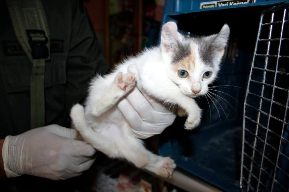 Aparece gato con cinco patas en el centro de Bucaramanga (Foto: Nelson Díaz/ VANGUARDIA LIBERAL)