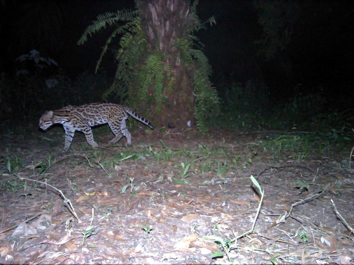 Tras las huellas del jaguar en el Magdalena Medio (Foto: Suministrada/VANGUARDIA LIBERAL)