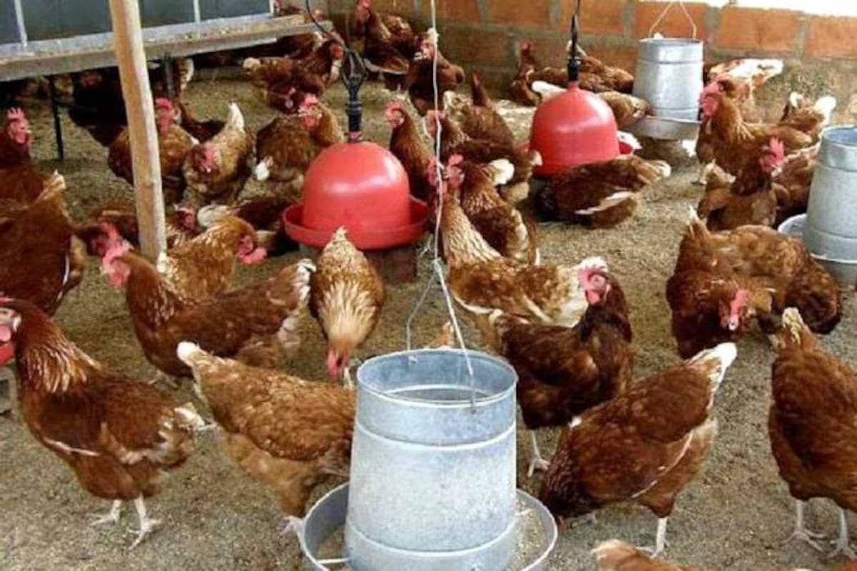 Más de 200 productores alertan cobre la grave crisis económica que sufren y que ponen en riesgo la continuidad de sus galpones.