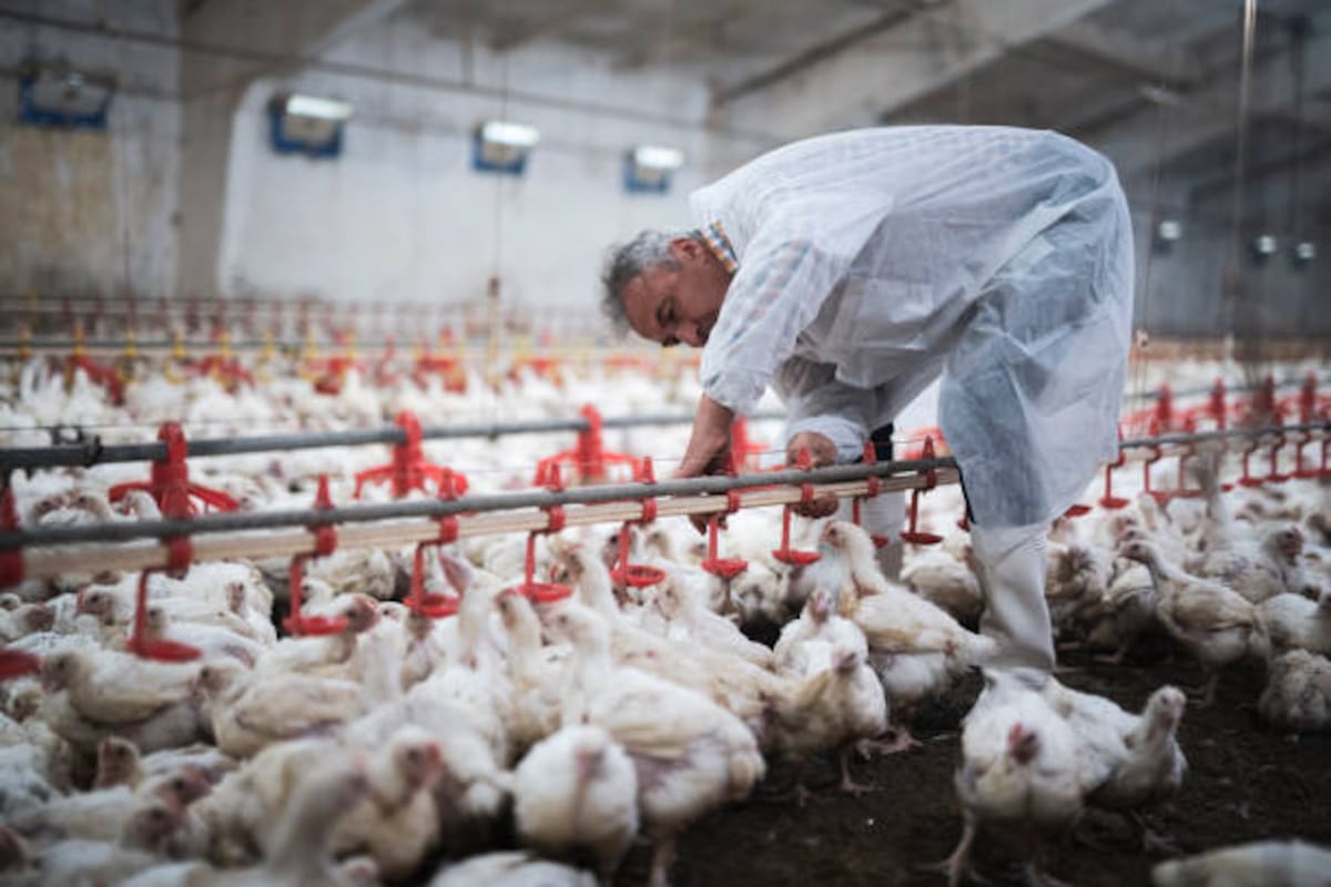 Los galpones avícolas pueden presentar daños estructurales, fallas de ventilación y problemas en los sistemas de alimentación y suministro de agua.
