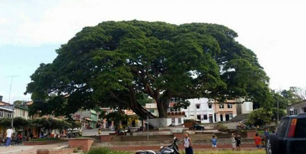 Así era el árbol antes del fuerte vendaval. (Foto: Suministrada/VANGUARDIA LIBERAL)