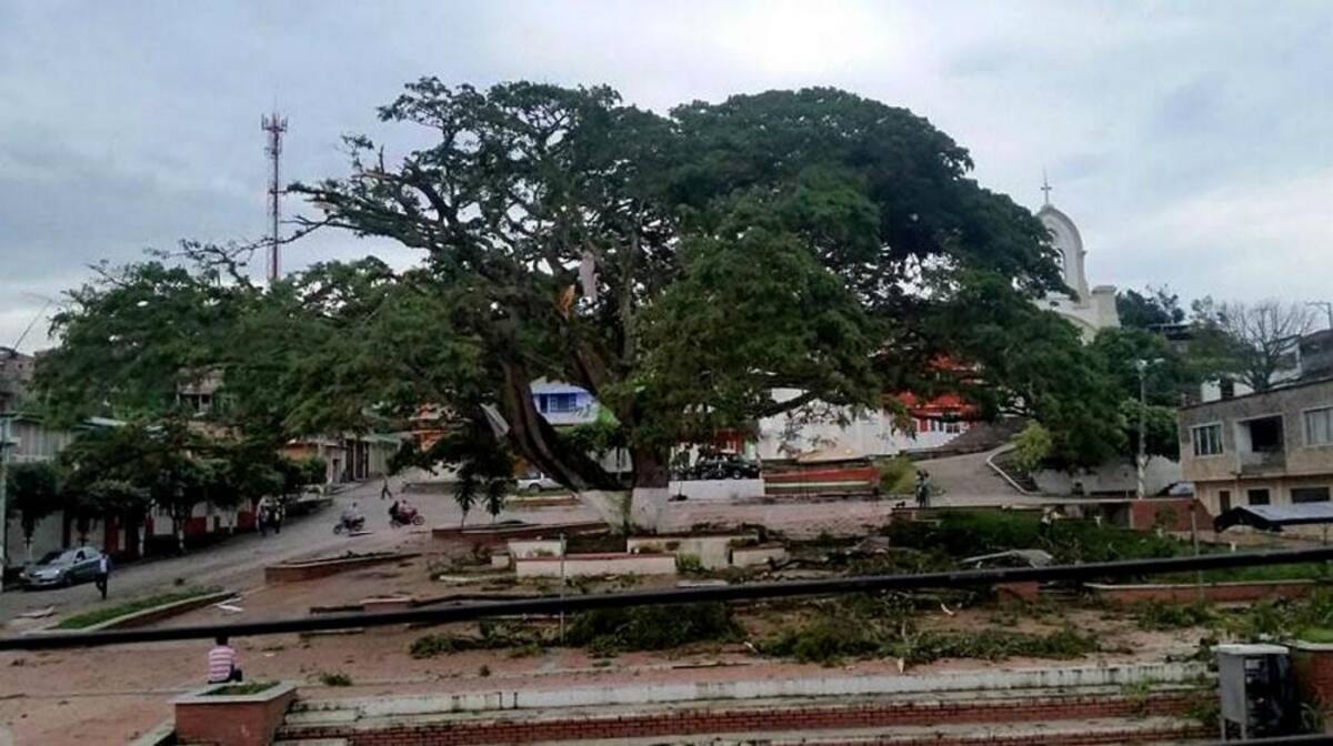 Así quedó el árbol antes del fuerte vendaval. (Foto: Suministrada/ VANGUARDIA LIBERAL)