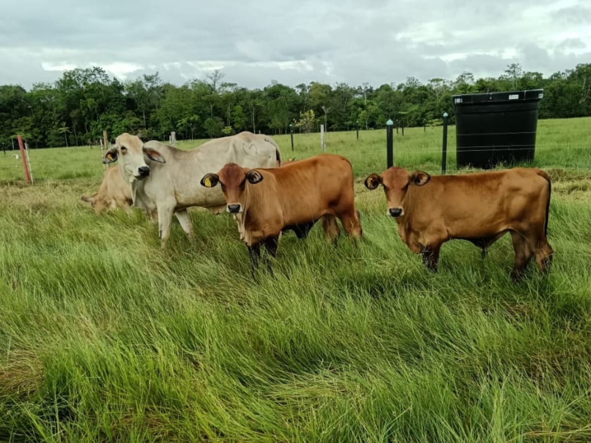 El problema del hambre global no reside en cuánto producimos, sino en cómo lo hacemos. Frente a un modelo tradicional castigado por la erosión del suelo y el envejecimiento del campo, la ganadería regenerativa emerge como una solución sistémica.