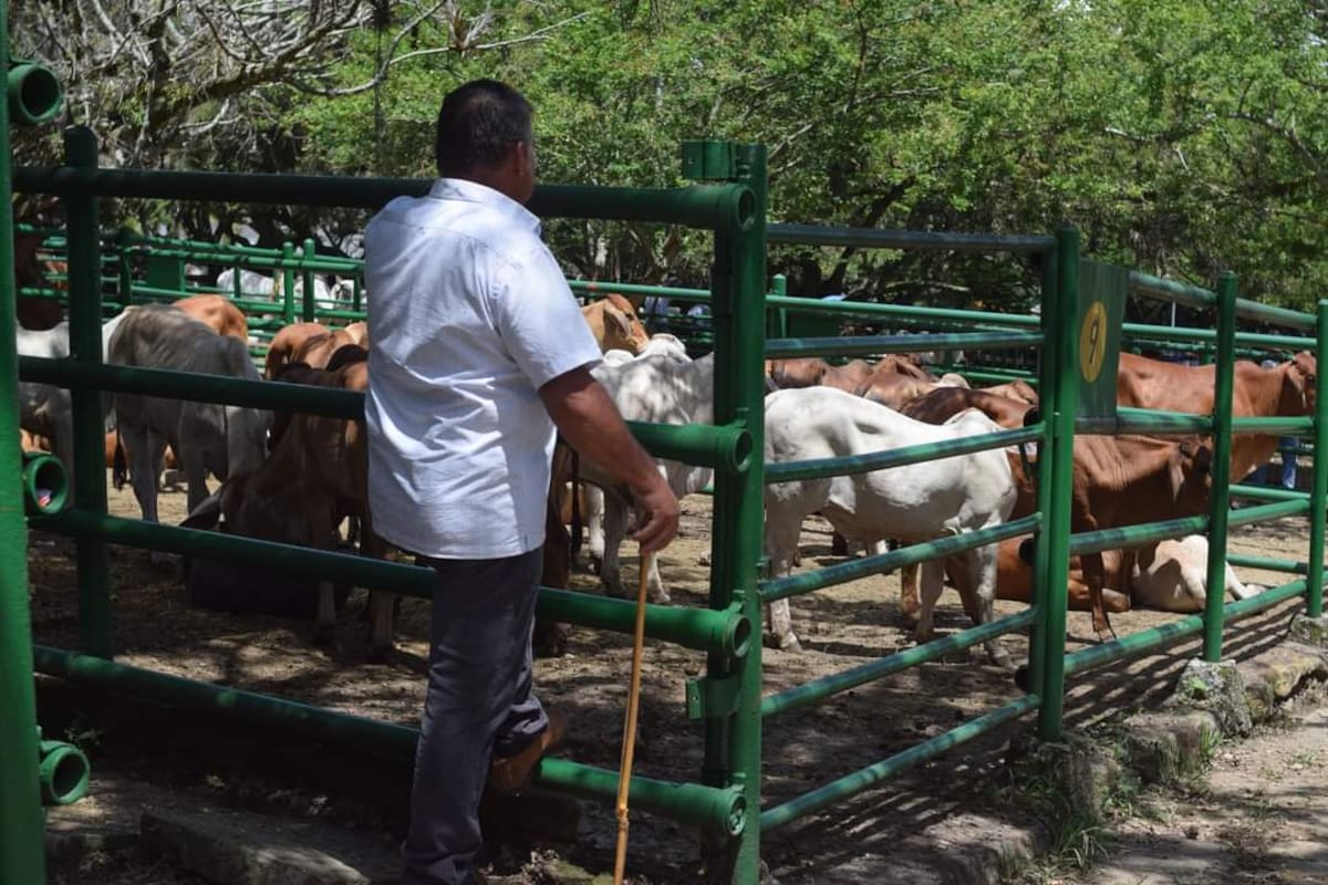 El Comité de ganaderos de la hoya del río Suárez lanza programa de praderas.