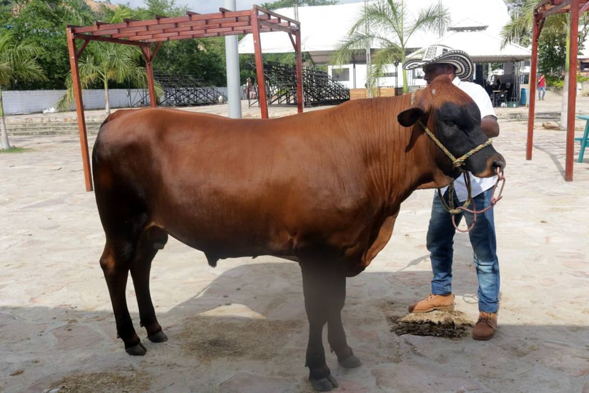 Ermitaño es un ejemplar puro de la raza chino santandereano que se encuentra estabulado. Con tan solo 11 meses pesa 405 kilos. (Foto: Fabián Hernández / VANGUARDIA LIBERAL)