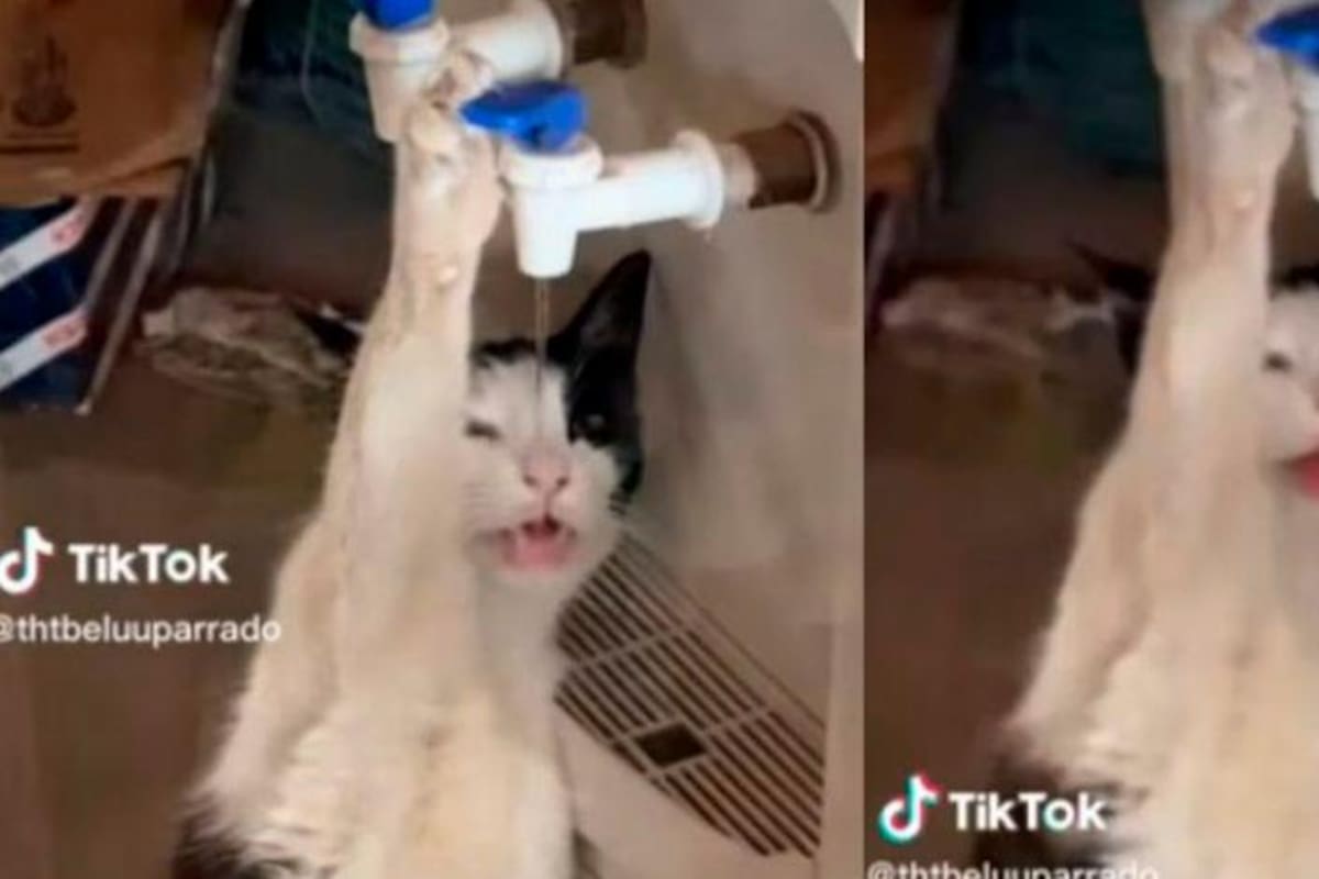 En la grabación se puede ver a un gato blanco y negro que ha decidido no quedarse con sed y, para ello, bebe incluso de un dispensador de agua. Captura de video / VANGUARDIA