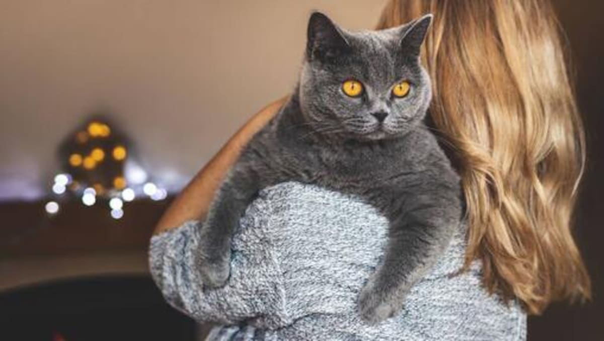 El peculiar empleo en Londres ofrece hasta 65 libras por hora por cuidar a un gato.