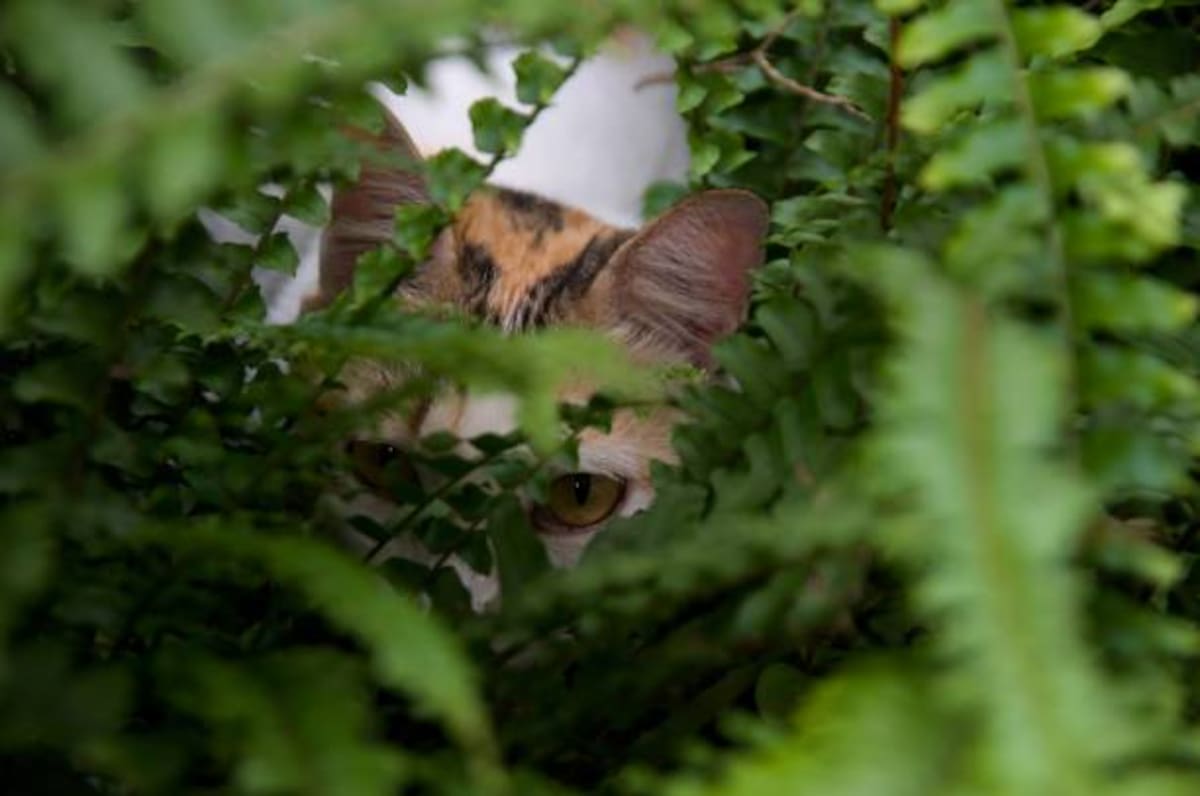 El felino casi imposible de ver reaparece en Asia.