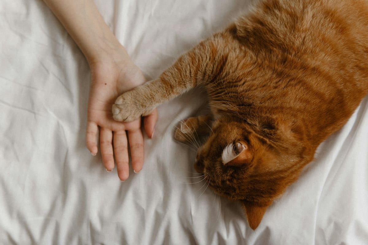 ¿Por qué algunos gatos eligen a una persona en particular?