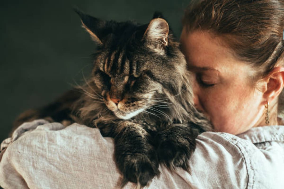 Cada 8 de agosto se celebra el Día Internacional del Gato.