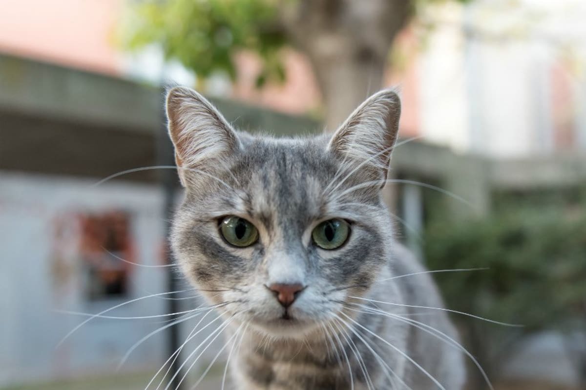 Uno de los refugios de perros y gatos en la ciudad inició una campaña para recolectar alimento. Así puede ayudar.