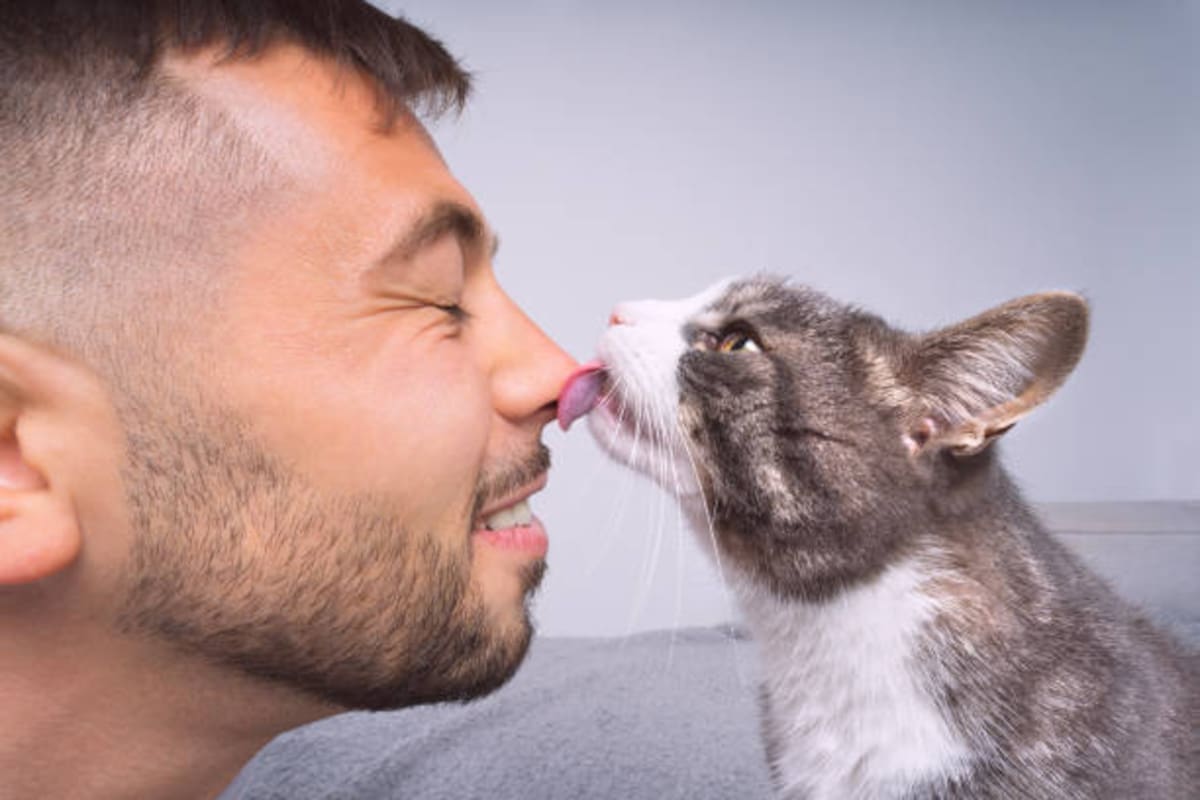 Las razones detrás de la selectividad de los gatos y cómo interpretan las señales humanas para elegir a sus personas favoritas.