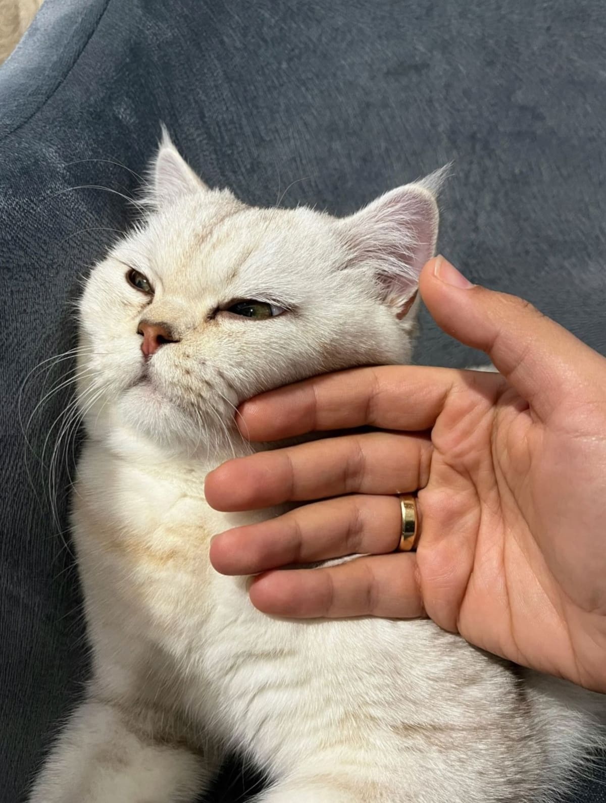Gatos que viven exclusivamente en interiores presentan mayores niveles de bisfenol A, según un estudio internacional reciente.
Foto tomada de: Canva