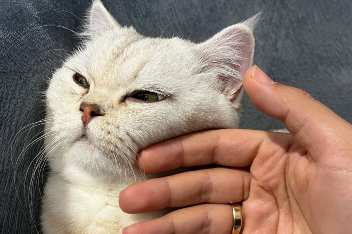 Gatos que viven exclusivamente en interiores presentan mayores niveles de bisfenol A, según un estudio internacional reciente.
Foto tomada de: Canva