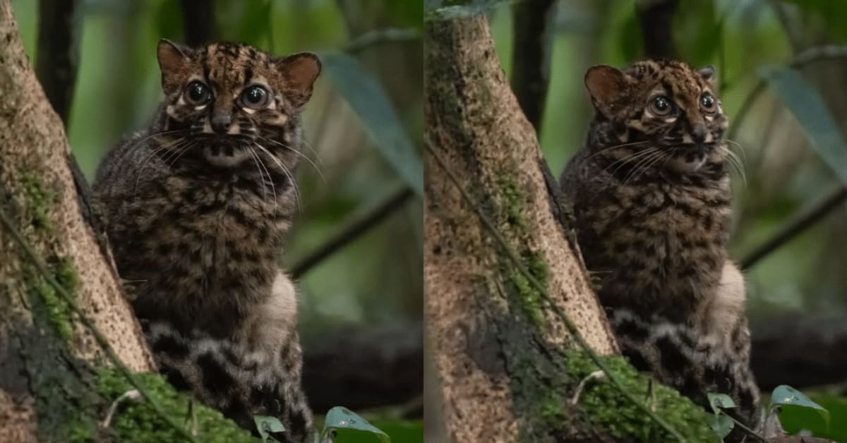 El extraño gato mármol de Asia.