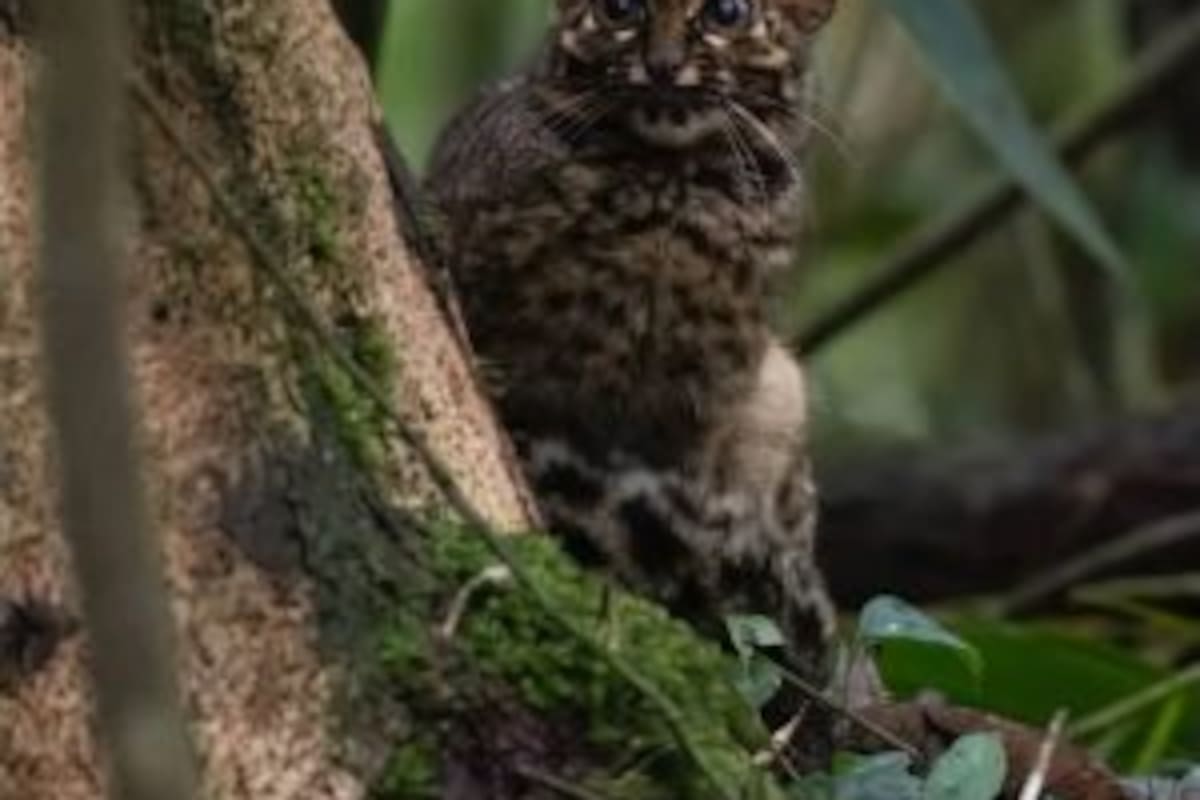 Científicos logran fotografiar a uno de los felinos más raros del mundo, el gato mármol.