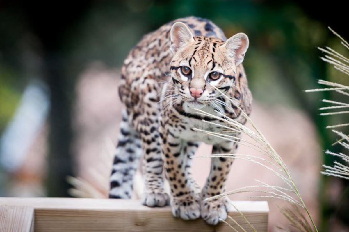 El descubrimiento del gato tilcayo fue posible mediante el análisis de ADN de ejemplares actuales y muestras históricas conservadas en museos.