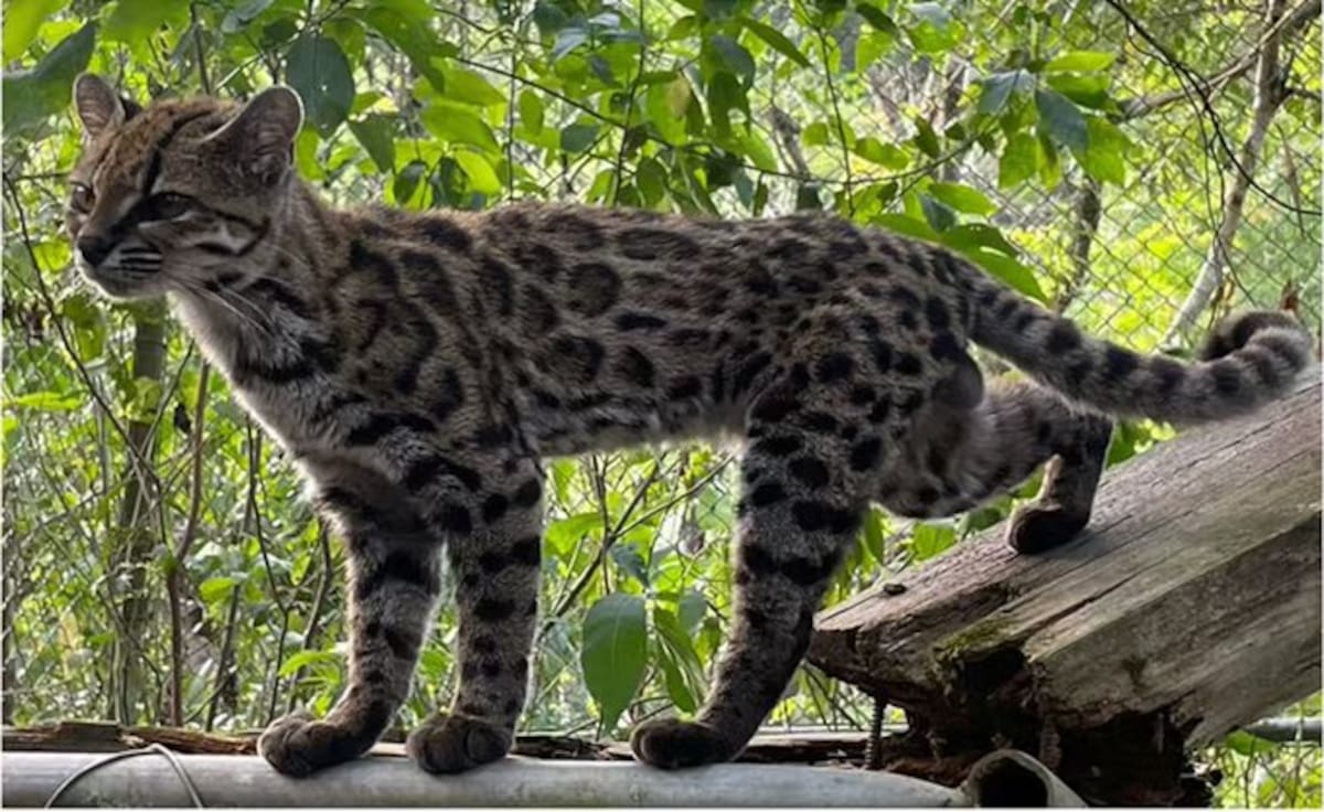 El gato tilcayo (Leopardus tilcayo), la nueva especie de felino silvestre identificada en Bolivia.