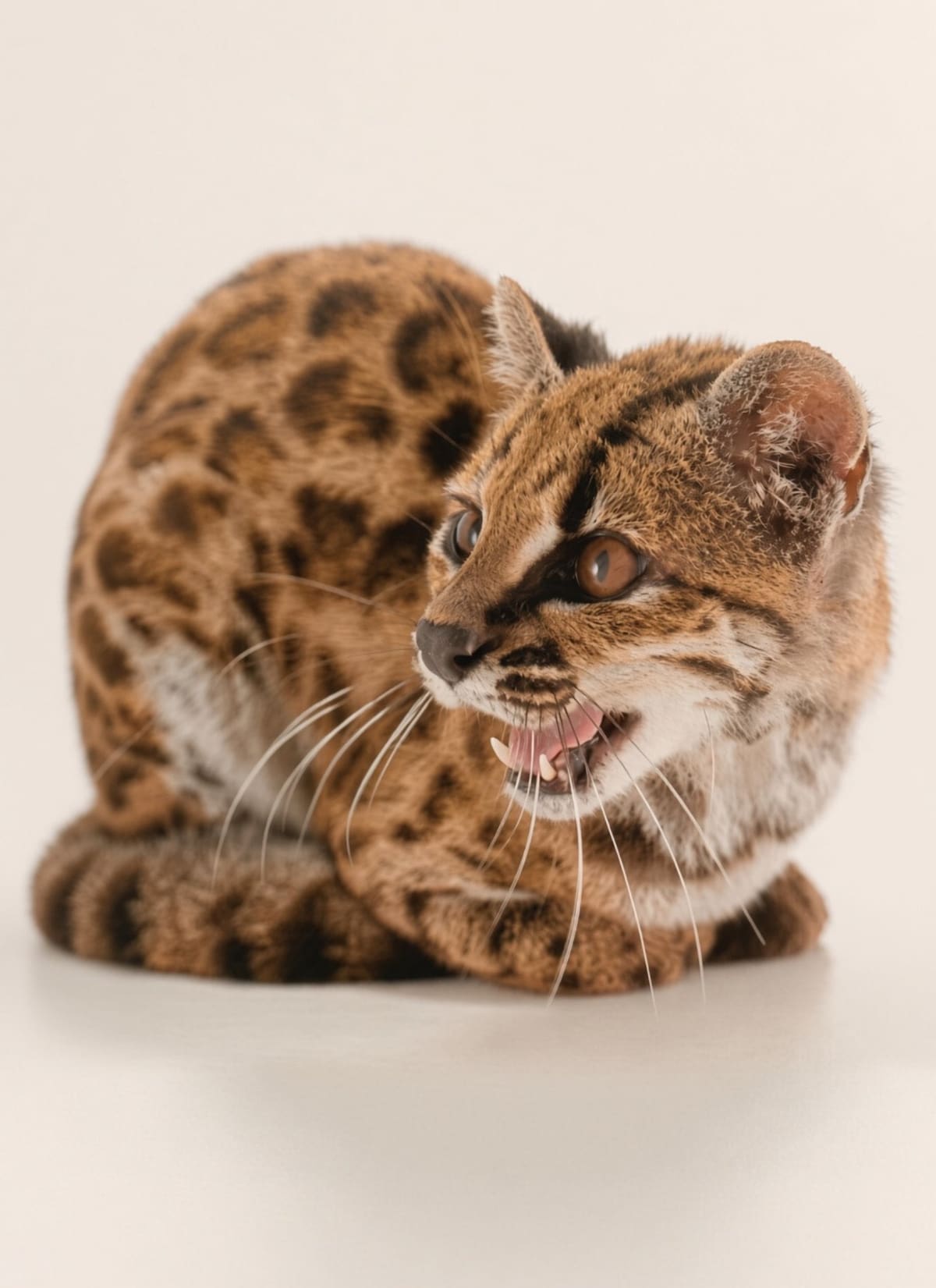 Es una nueva especie de felino, el gato tilcayo. Es la primera nueva especie descubierta en más de 100 años.
