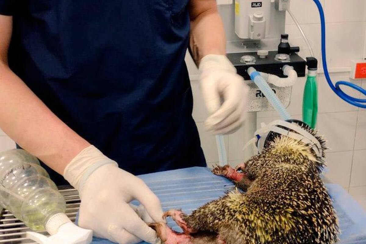 La Cdmb brinda su apoyo con intervenciones de medicina veterinaria en los casos más complejos, como el de este puercoespín que resultó con graves quemaduras. (Foto: Suministrada / VANGUARDIA)