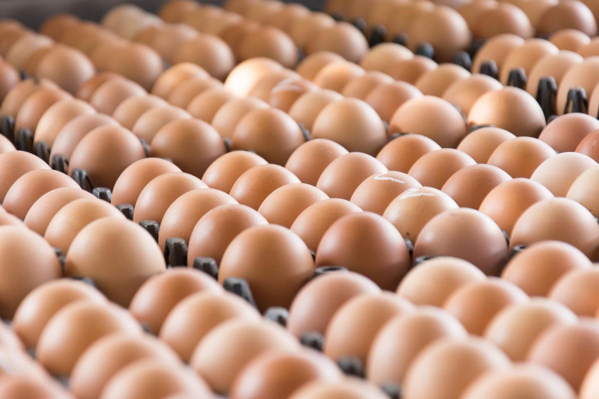 El presidente de Huevos Kikes explico que, tras los bloqueos por el paro, el alza en las materias primas y la muerte de aves, la industria se recuperaría en año y medio. Getty Images