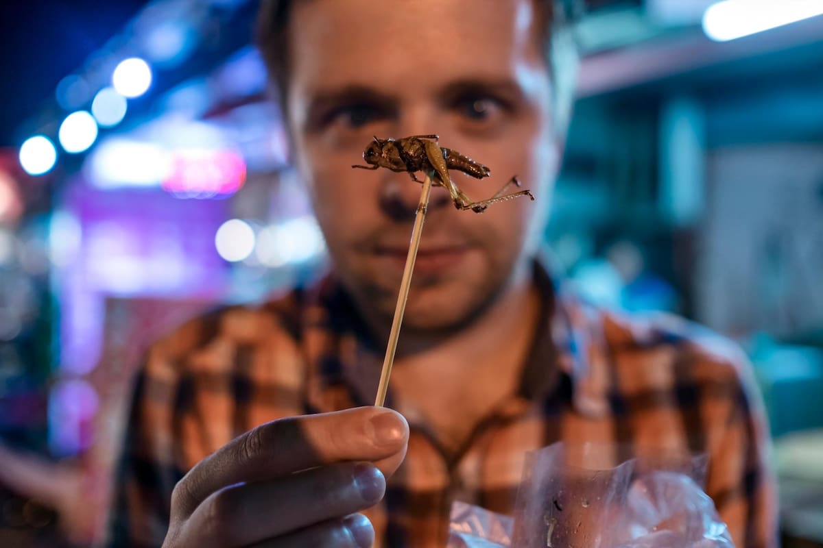 En el restaurante Linger, en Denver,Estados Unidos, se ofrecen un plato llamado “Sweet and Sour Crickets”: hormigas negras con arroz blanco y tapas con verduras fritas, grillos cortados en cubitos y saltamontes. Getty/VANGUARDIA
