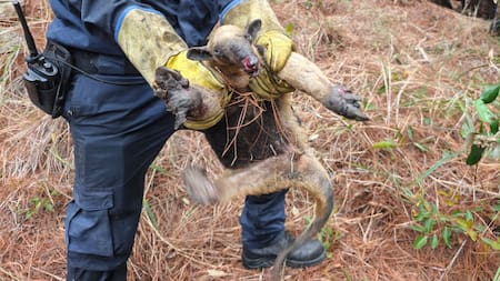 Girón: incendios han afectado más de 200 mil metros cuadrados de bosque y múltiples especies de fauna