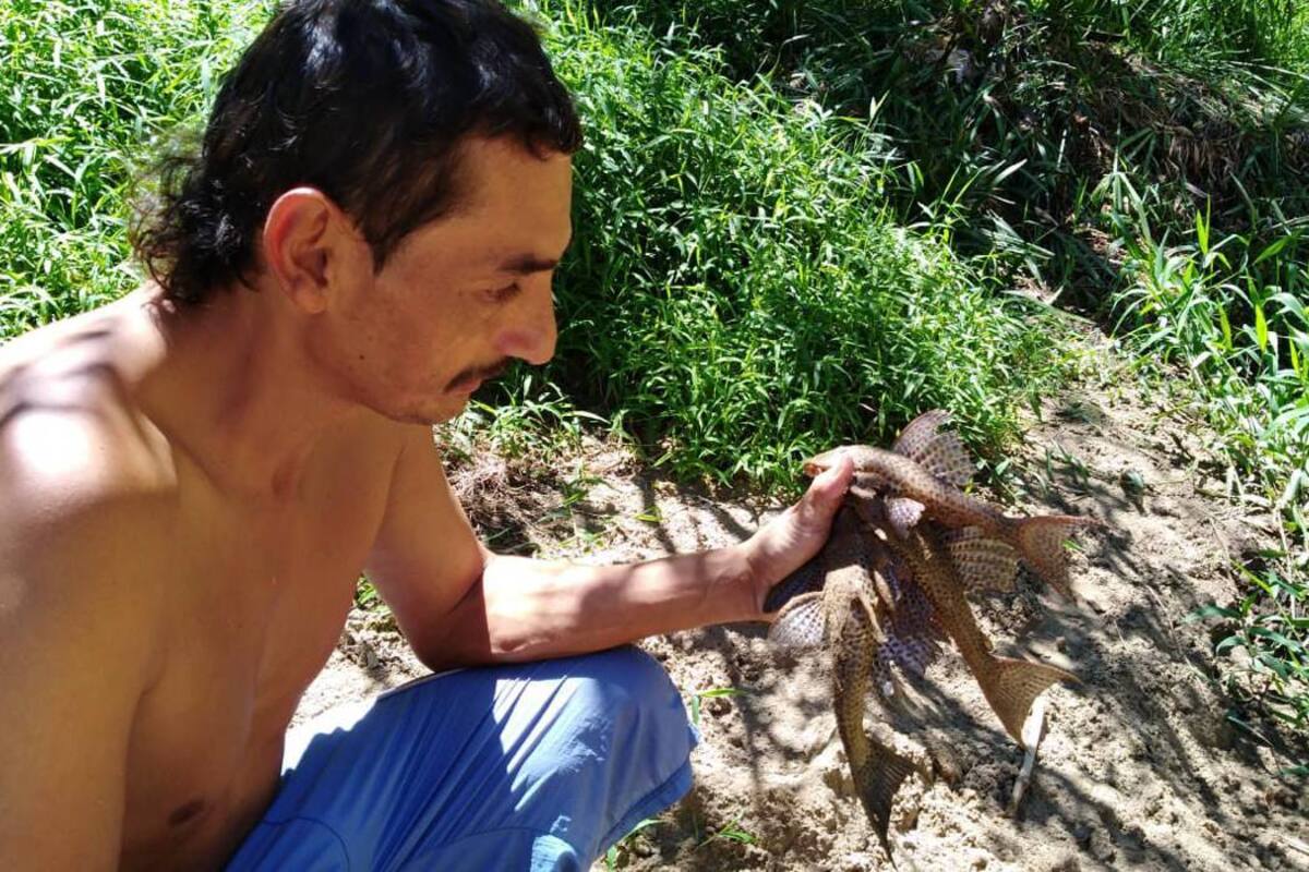El coroncoro es el pescado que más atrapa Ricardo Niño. Según el pescador, entre 3 a 6 peces atrapa durante los días que se aventura en el río. (Foto: Brayner R. García Ardila / VANGUARDIA LIBERAL)